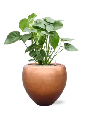 Soil (Vulkastrat)