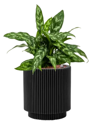 Hydroculture
