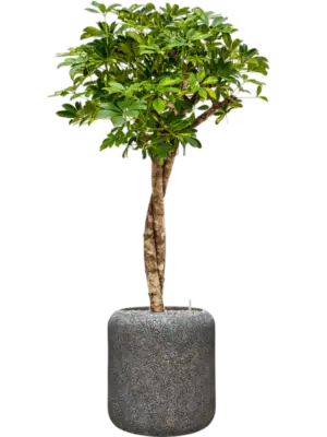 Soil (Vulkastrat)