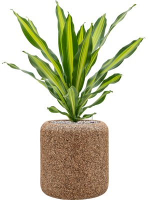 Soil (Vulkastrat)