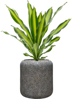 Soil (Vulkastrat)
