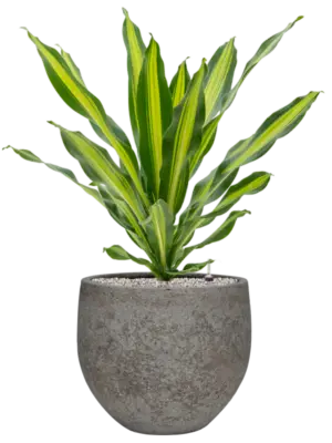 Soil (Vulkastrat)