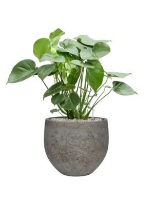 Soil (Vulkastrat)