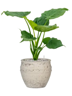 Soil (Vulkastrat)