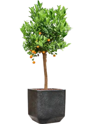 Soil outdoor with Bark