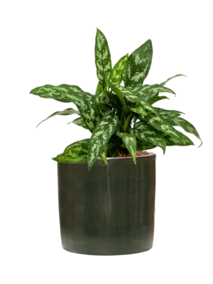 Hydroculture