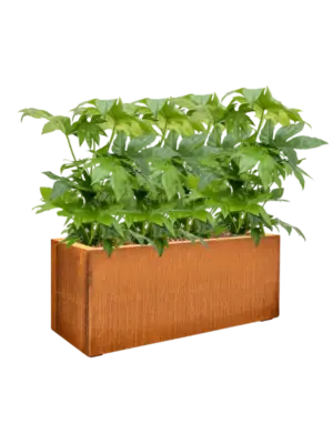 Soil outdoor with Bark