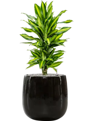 Soil (Vulkastrat)