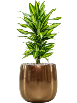 Soil (Vulkastrat)