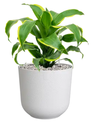 Soil (Vulkastrat)