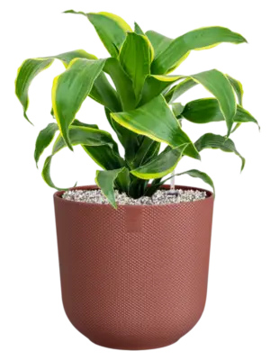 Soil (Vulkastrat)
