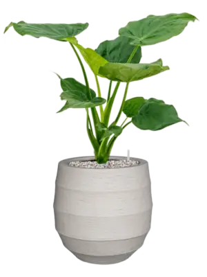 Soil (Vulkastrat)