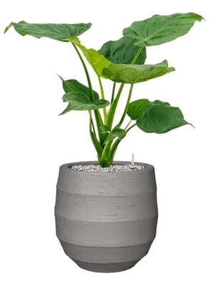 Soil (Vulkastrat)