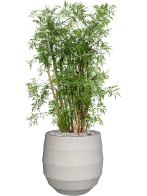 Soil (Vulkastrat)