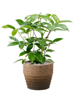 Soil (Vulkastrat)