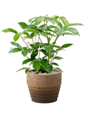 Soil (Vulkastrat)