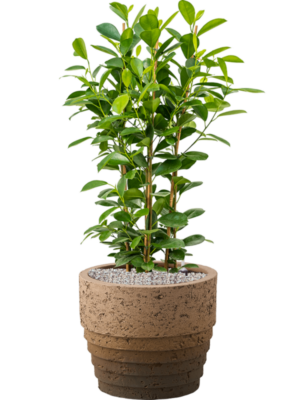 Soil (Vulkastrat)