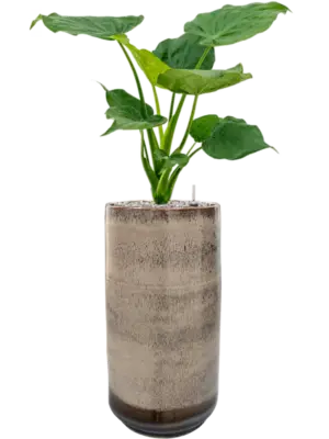 Soil (Vulkastrat)