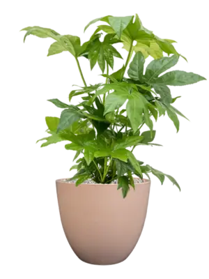 Soil (Vulkastrat)