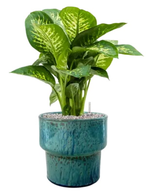 Soil (Vulkastrat)