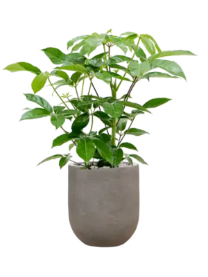 Soil (Vulkastrat)