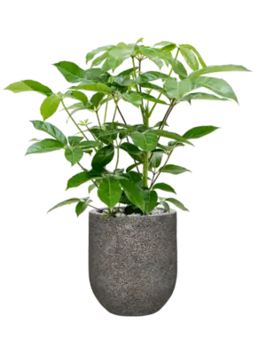 Soil (Vulkastrat)