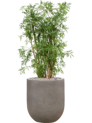Soil (Vulkastrat)