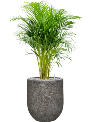 Soil (Vulkastrat)