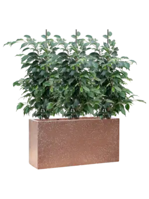 Hydroculture