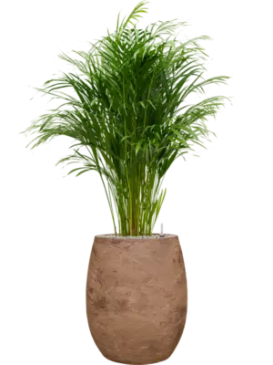 Soil (Vulkastrat)