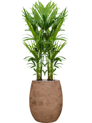 Soil (Vulkastrat)
