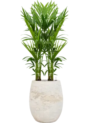 Kentia (Howea) forsteriana Baq Algar