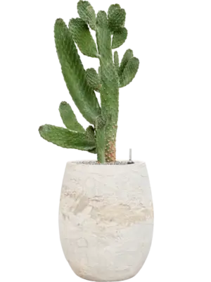 Opuntia consolea Baq Algar