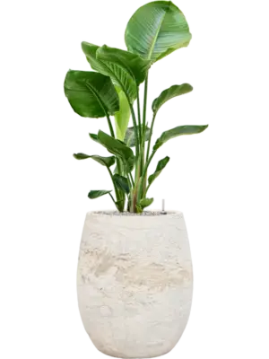 Soil (Vulkastrat)