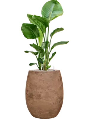 Soil (Vulkastrat)