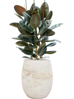 Ficus elastica 'Abidjan' Baq Algar
