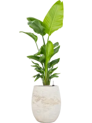 Soil (Vulkastrat)