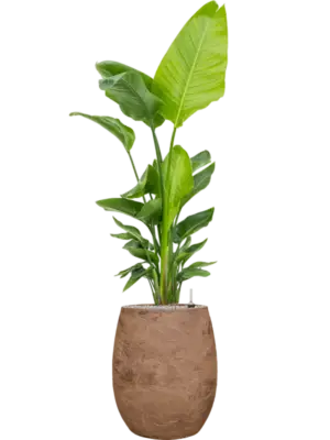 Soil (Vulkastrat)