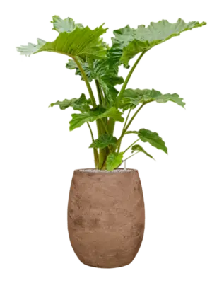 Soil (Vulkastrat)