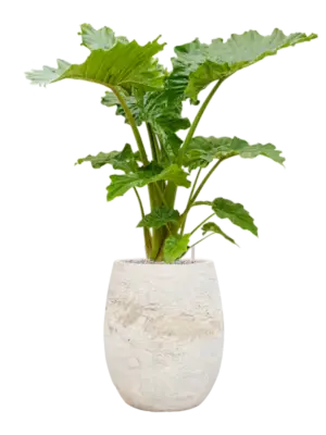 Soil (Vulkastrat)