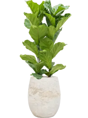 Ficus lyrata Baq Algar