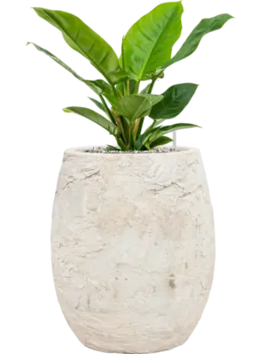 Soil (Vulkastrat)