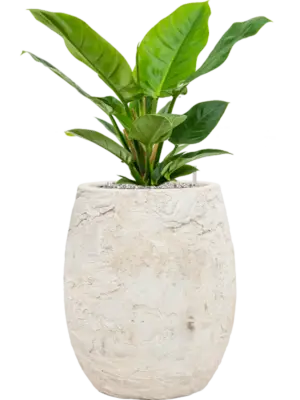 Soil (Vulkastrat)