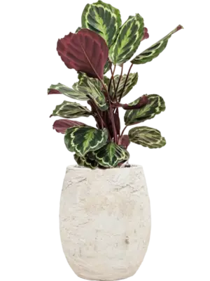 Soil (Vulkastrat)