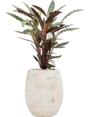 Soil (Vulkastrat)