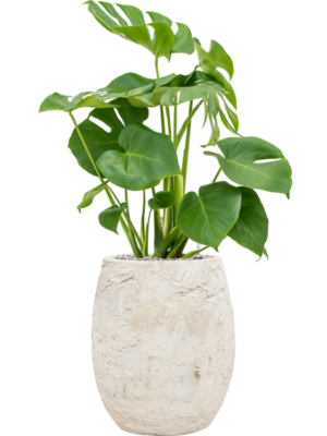 Soil (Vulkastrat)