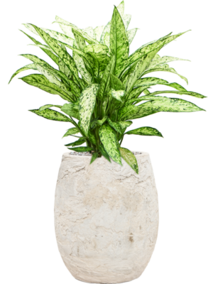 Soil (Vulkastrat)