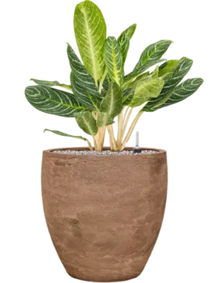 Soil (Vulkastrat)