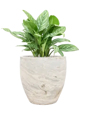 Soil (Vulkastrat)