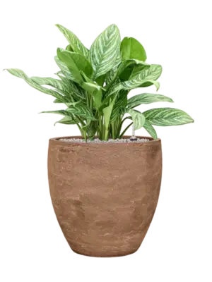 Soil (Vulkastrat)